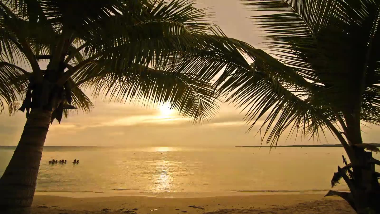 Palm trees on a beach at sunset